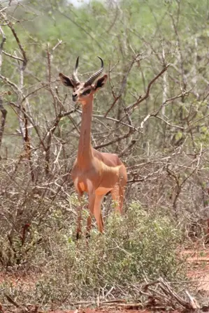 Gerenuk.JPG