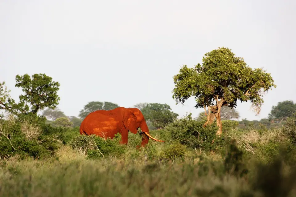 Kenya(1343)-Kopie.JPG