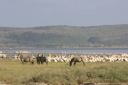 lakenakuruzebras.JPG