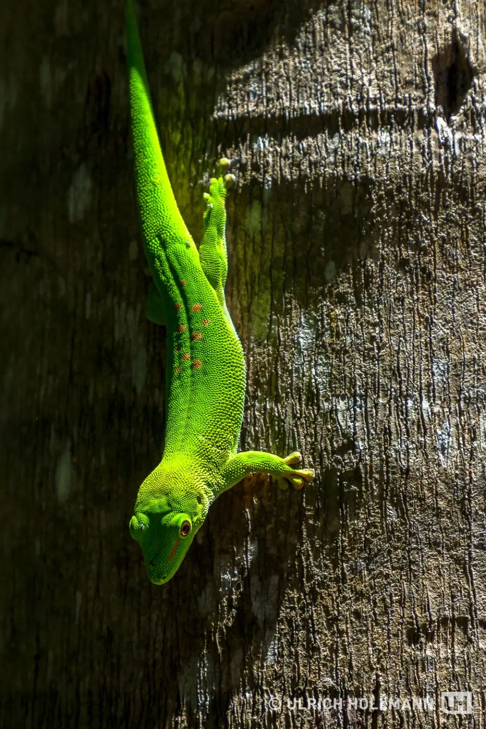IMG_0295.jpg