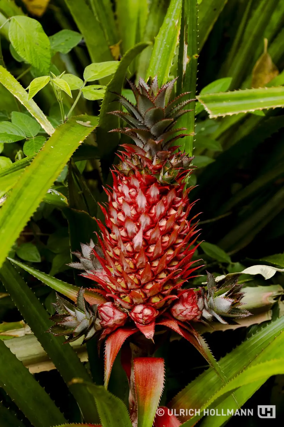 Madagaskar_0162.jpg