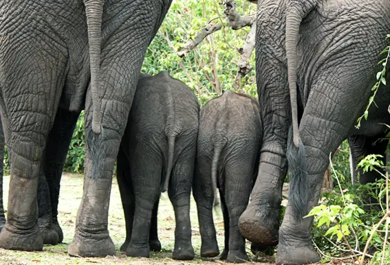 elefant_P1060880.jpg