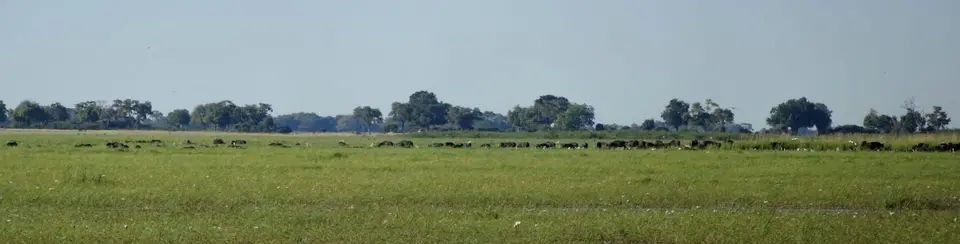 k-13.01BuffeloCore09.jpg
