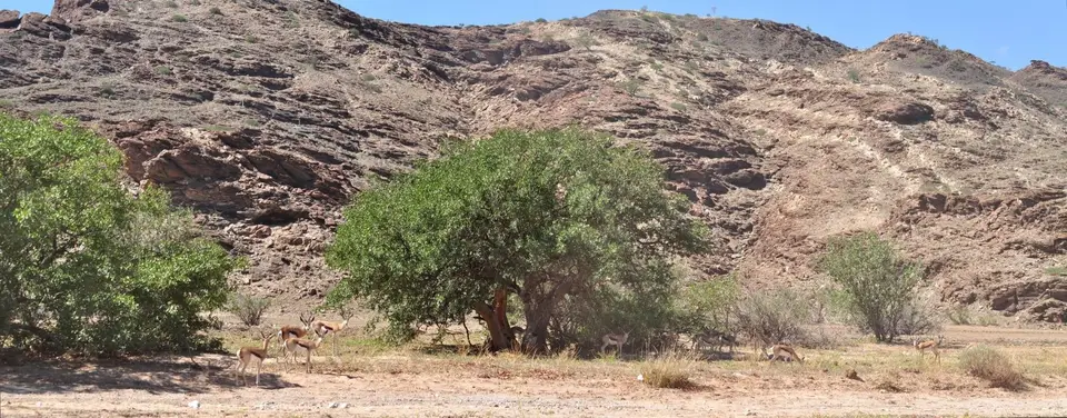 k-16.01VonPalmwagindenGanamub05.jpg