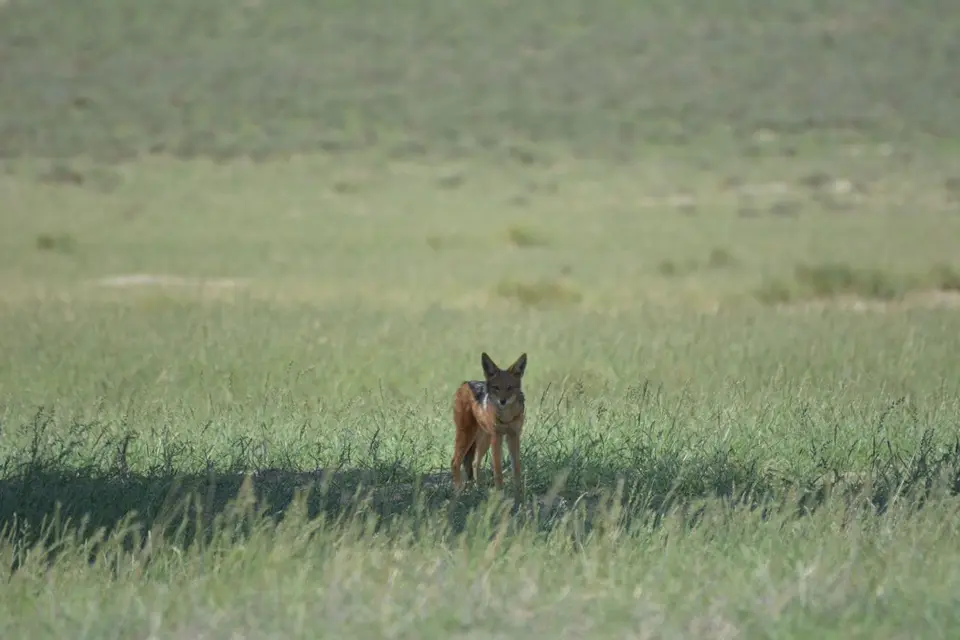 k-DSC_5544.JPG