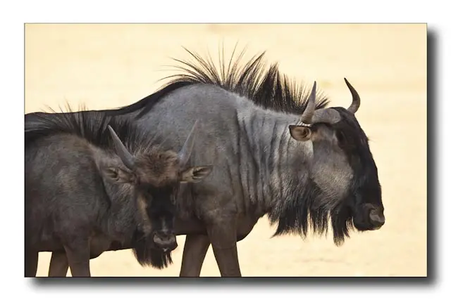 18_Gnu.jpg