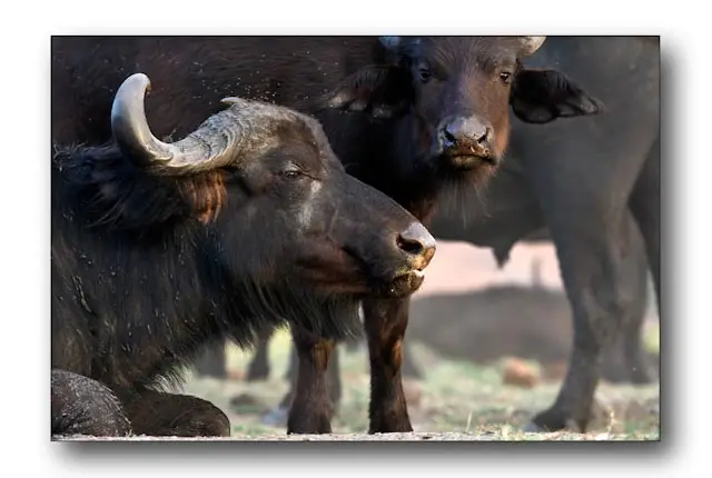 African-Buffalo.jpg