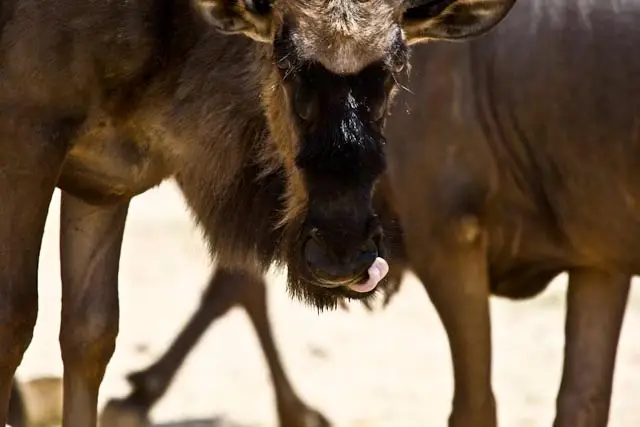 Afrika200920091124-7.jpg