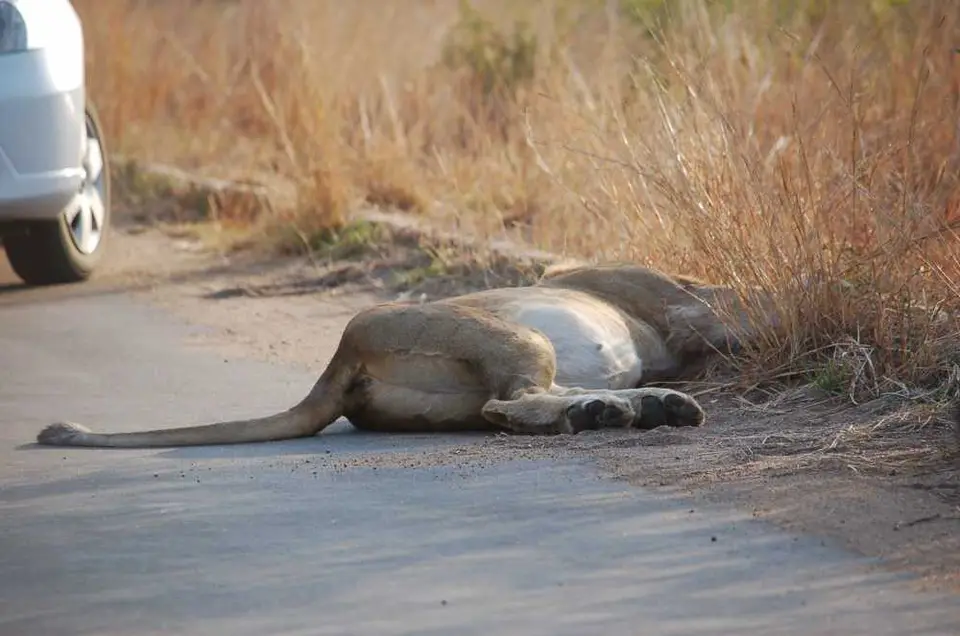 Sdafrika2011-0734.JPG