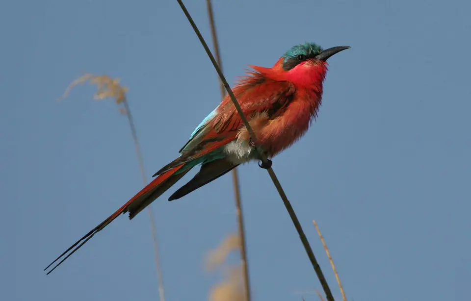 Vogel-037.jpg