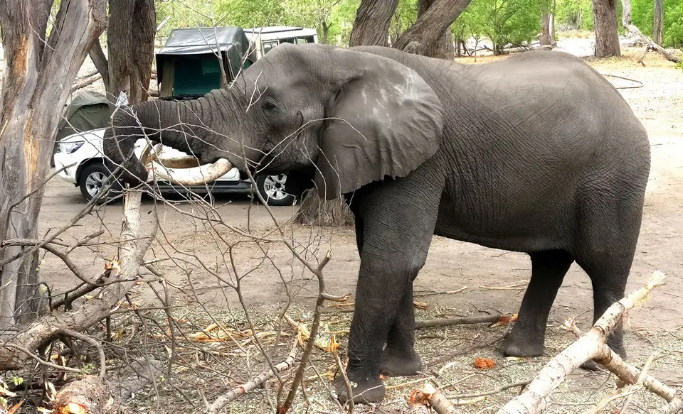 elefant_khwai.jpg