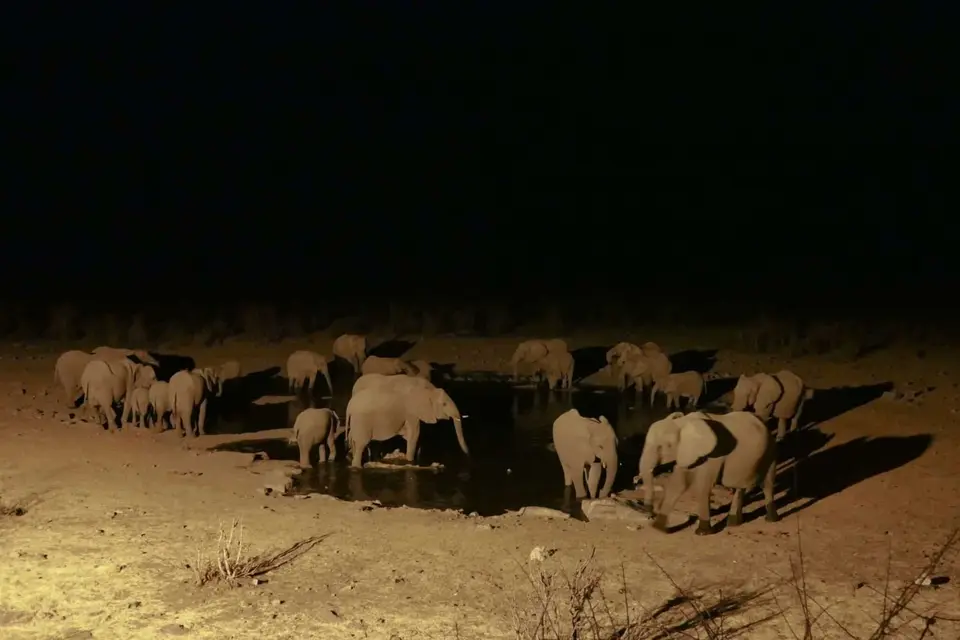 etosha-10-scaled.jpg