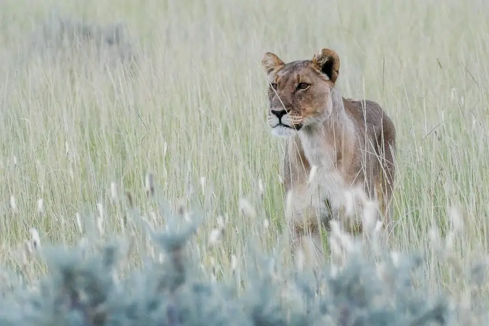etosha-3.jpg