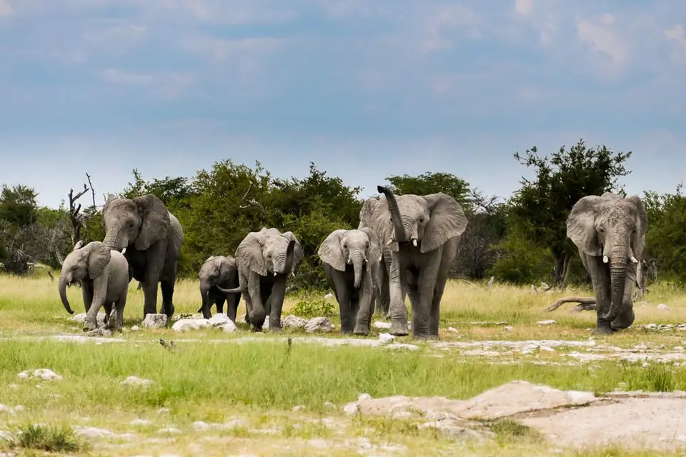 etosha-5.jpg