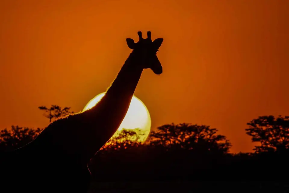 etosha_2023-03(1).jpg