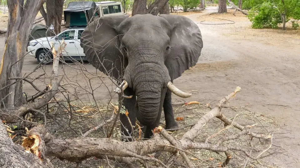 moremi-botswana-5.jpg