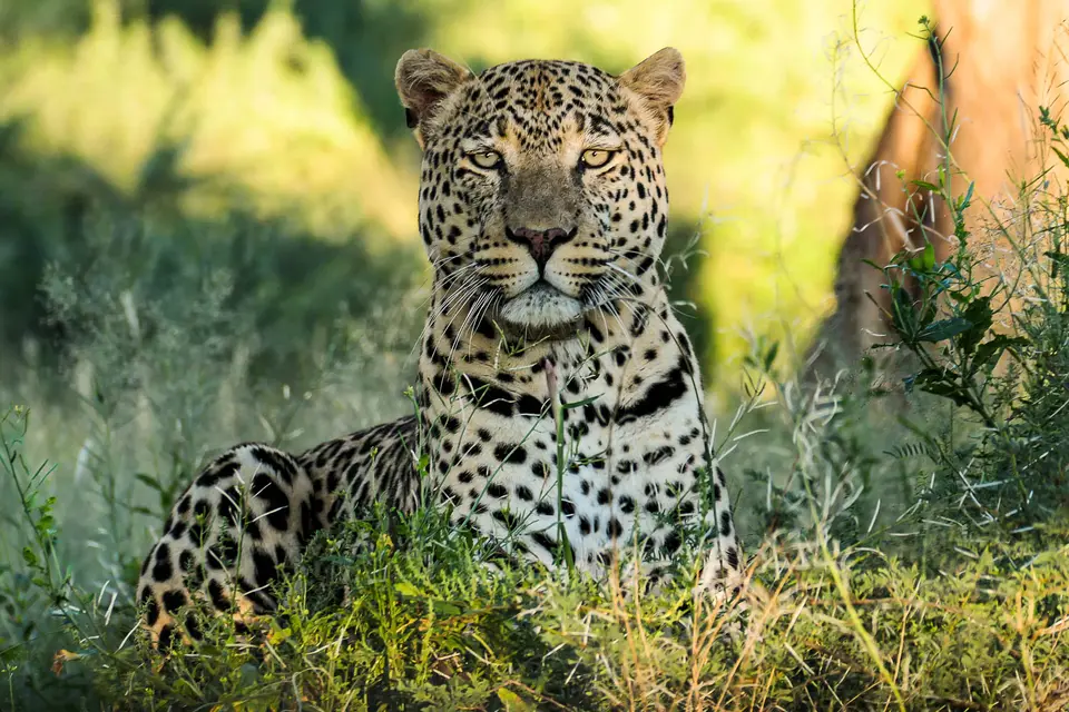 okonjima-neo-leopard.jpg