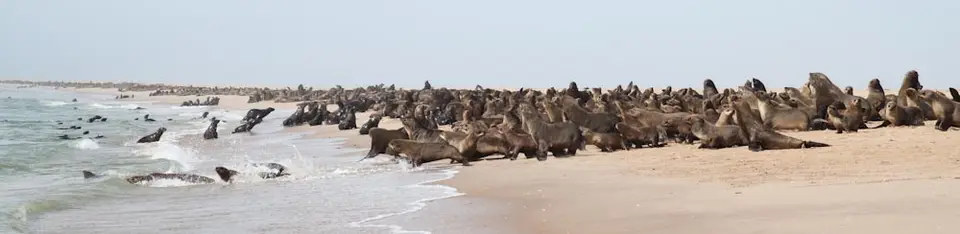 pelicanpoint1.jpg