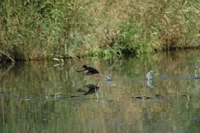 Vogel_Wasser.JPG