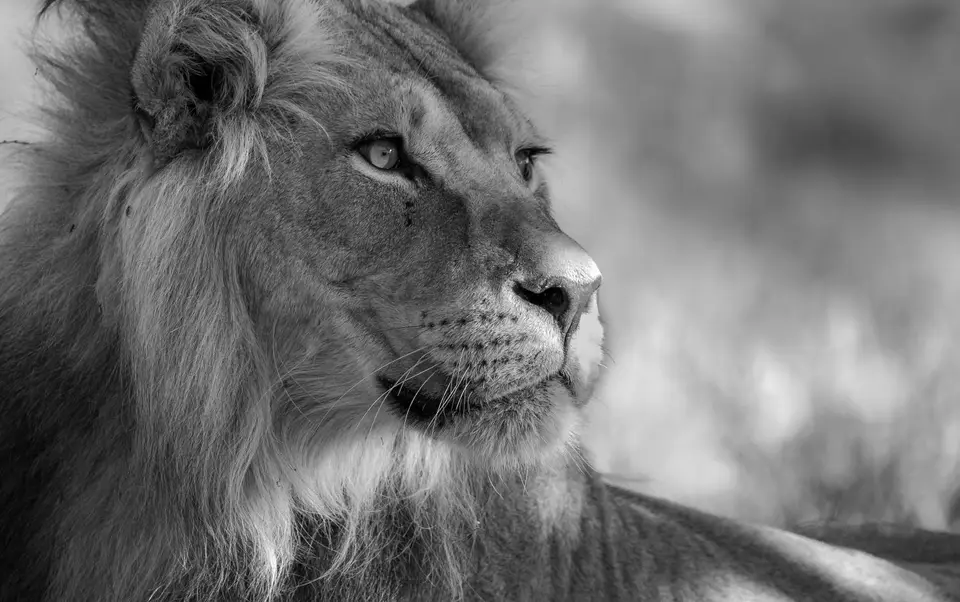 BlackmaneKalaharilion-3.jpg