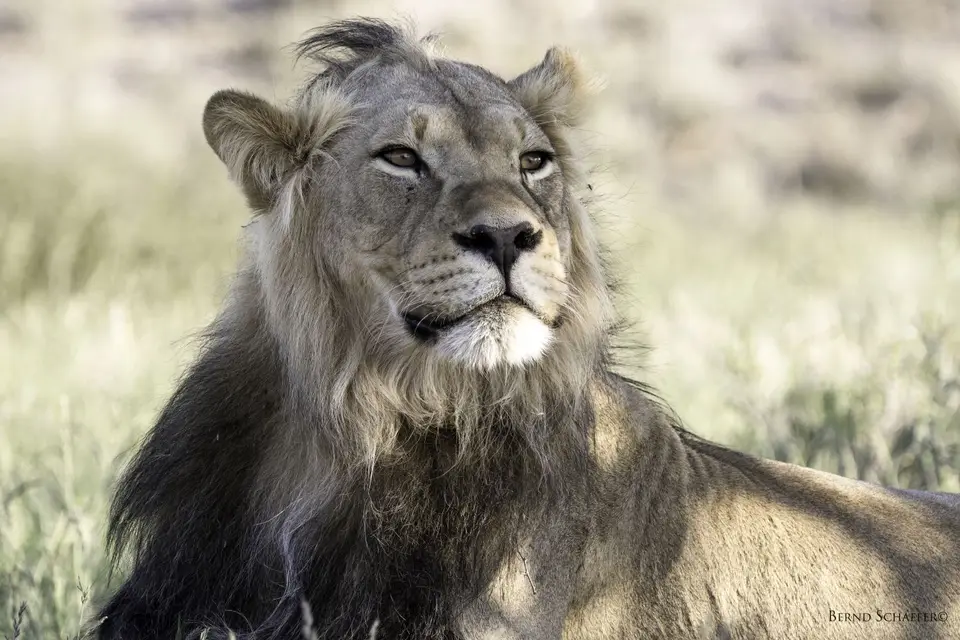BlackmaneKalaharilion.jpg