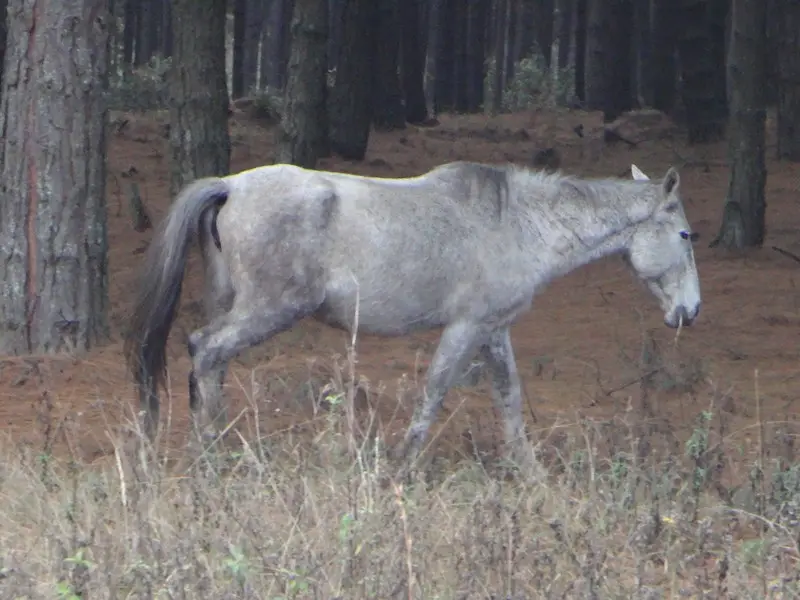 Afriquedusud2016054.JPG