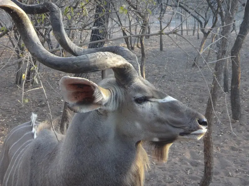 Afriquedusud2016163.JPG