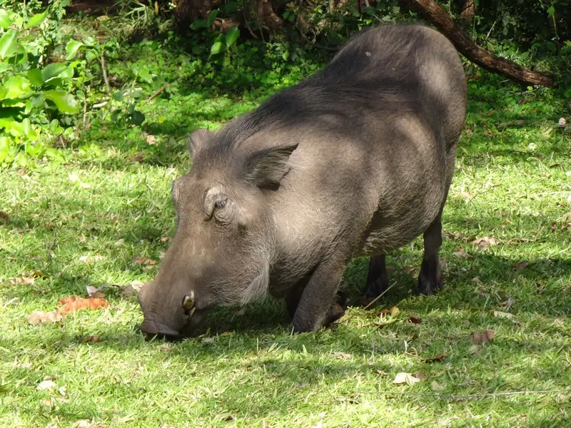 Botswana2011006.jpg