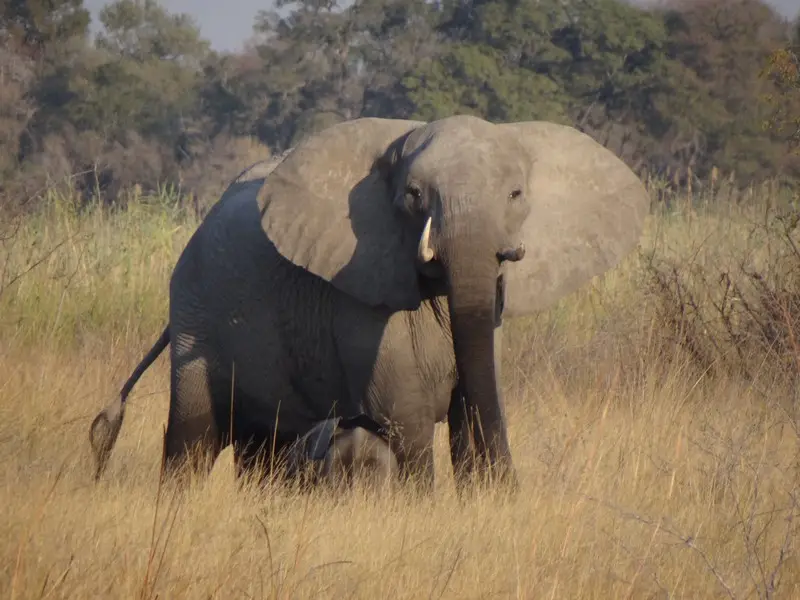 Botswana2011010.jpg