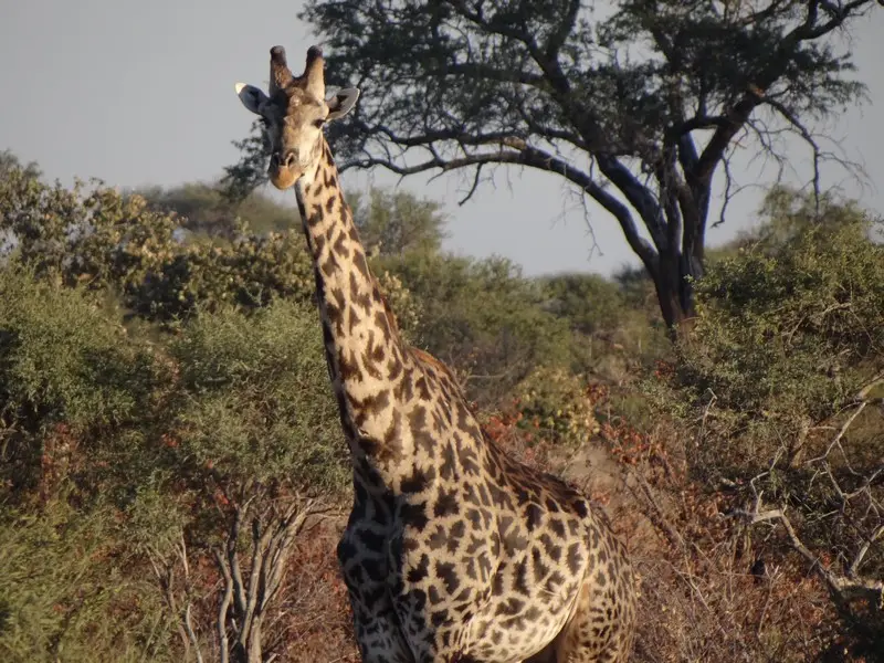 Botswana2011015.jpg