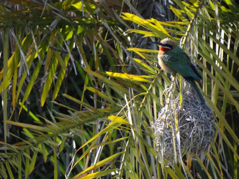 Botswana2011029.jpg