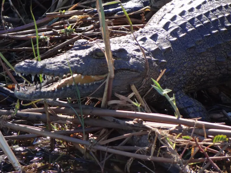 Botswana2011035.jpg