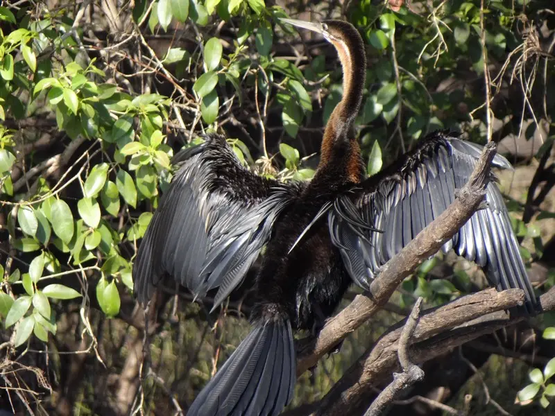 Botswana2011038.jpg