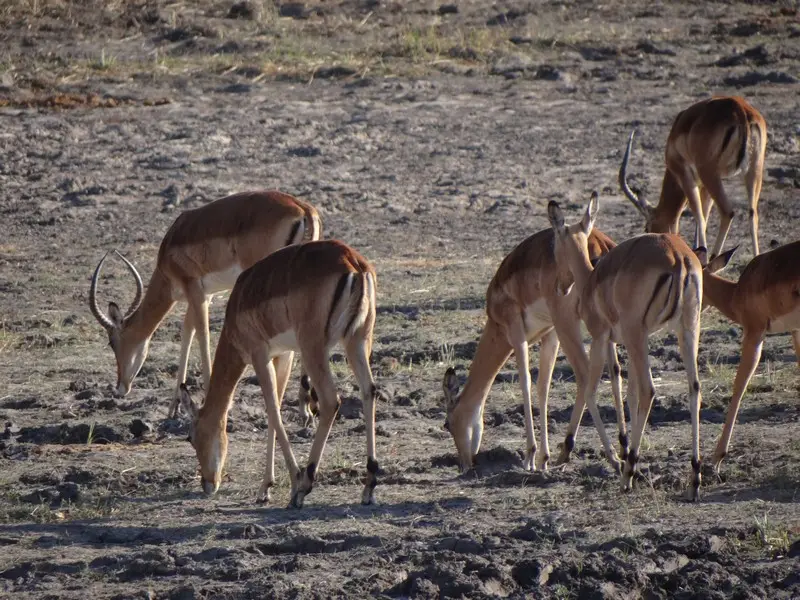 Botswana2011039.jpg