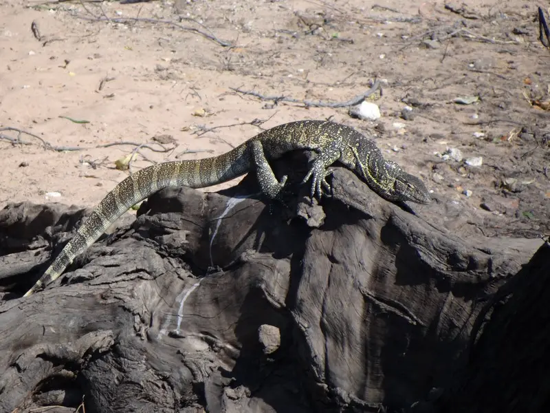 Botswana2011054.jpg