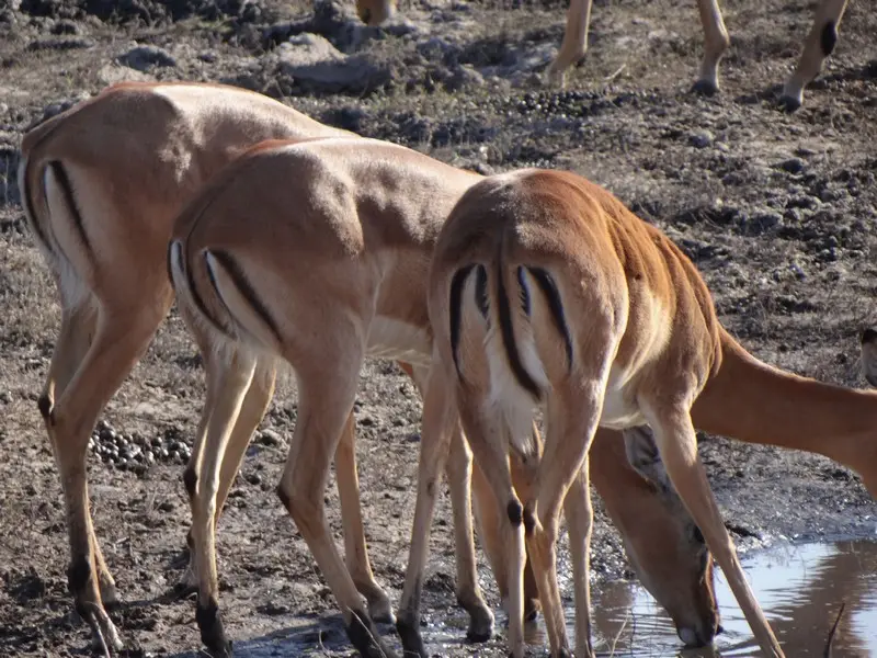 Botswana2011056.jpg
