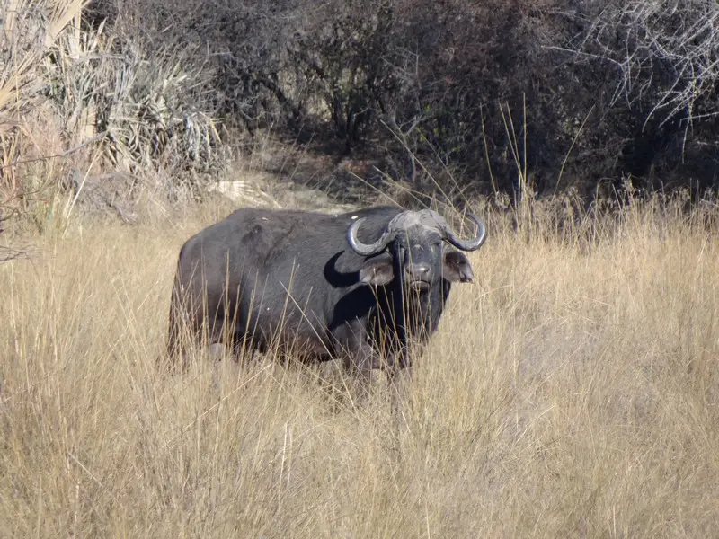 Botswana2011058.jpg