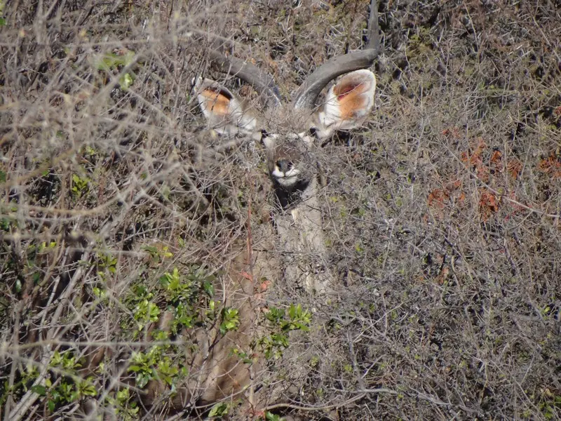 Botswana2011060.jpg