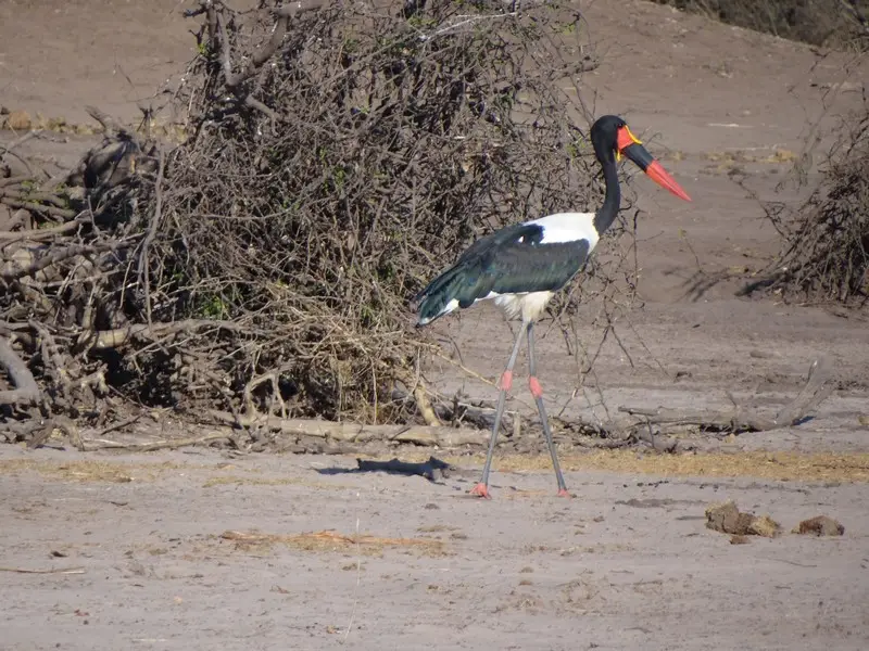 Botswana2011073.jpg