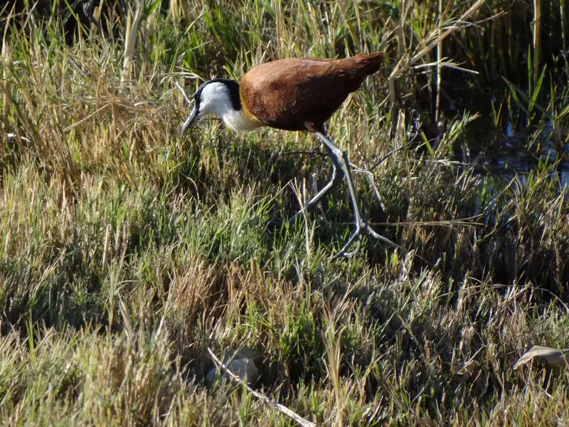 Botswana2011074.jpg