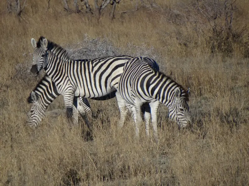 Botswana2011085.jpg