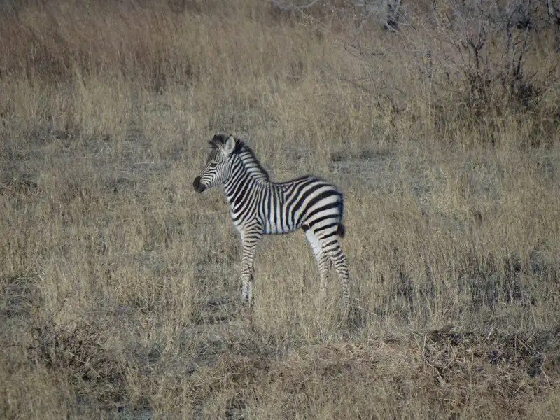 Botswana2011089.jpg
