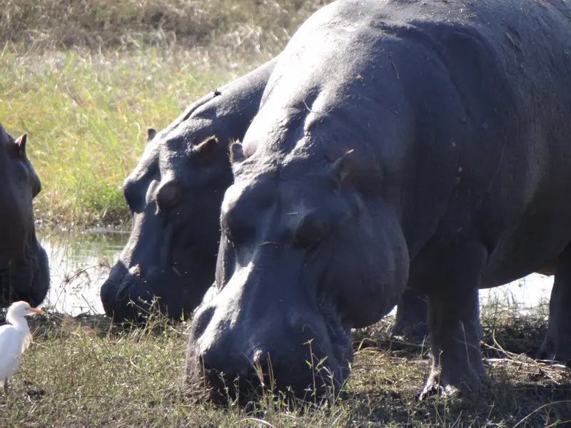 Botswana2011090.jpg