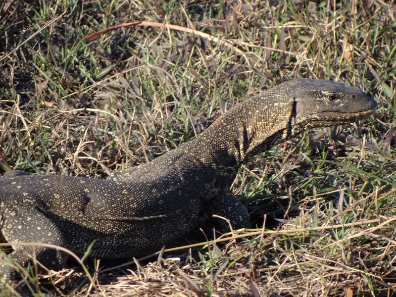 Botswana2011098.jpg