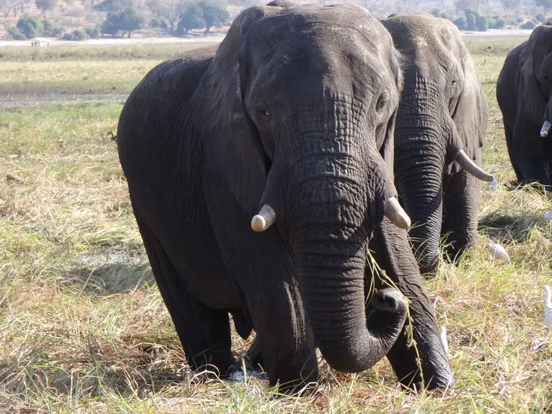 Botswana2011100.jpg