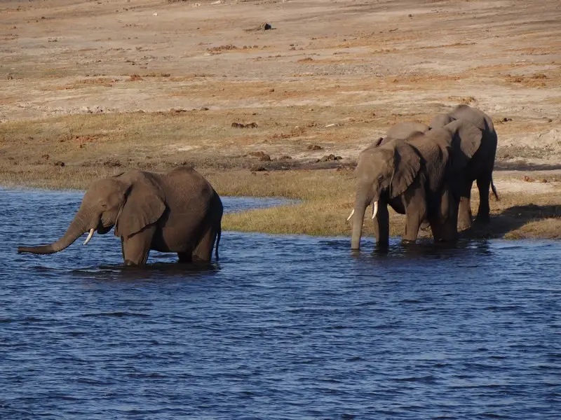 Botswana2011114.jpg