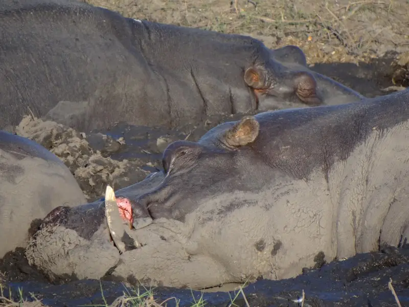 Botswana2011115.jpg