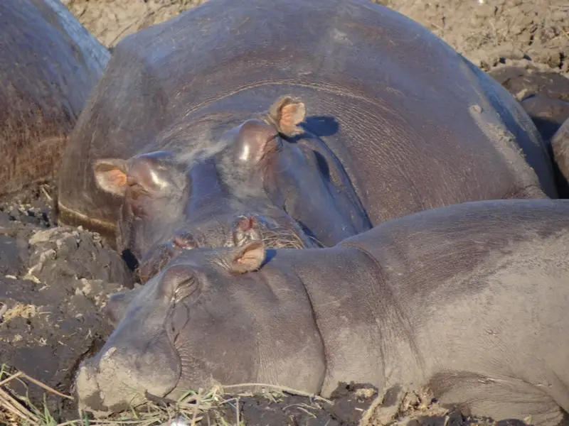 Botswana2011118.jpg