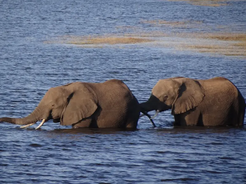 Botswana2011119.jpg