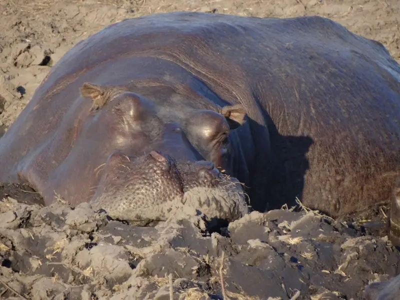 Botswana2011121.jpg